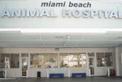 miami beach alton road animal hospital