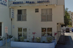 brickell animal hospital pet friendly miami beach veterinarian