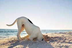 dog park miami beach