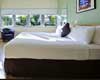 pet friendly hotel in miami beach