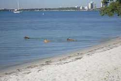 dog beach miami beach