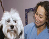 south beach veterinary hospital pet friendly miami beach veterinarian